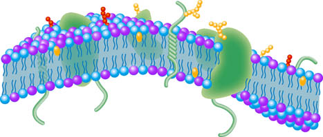 Schematic of cell membrane
